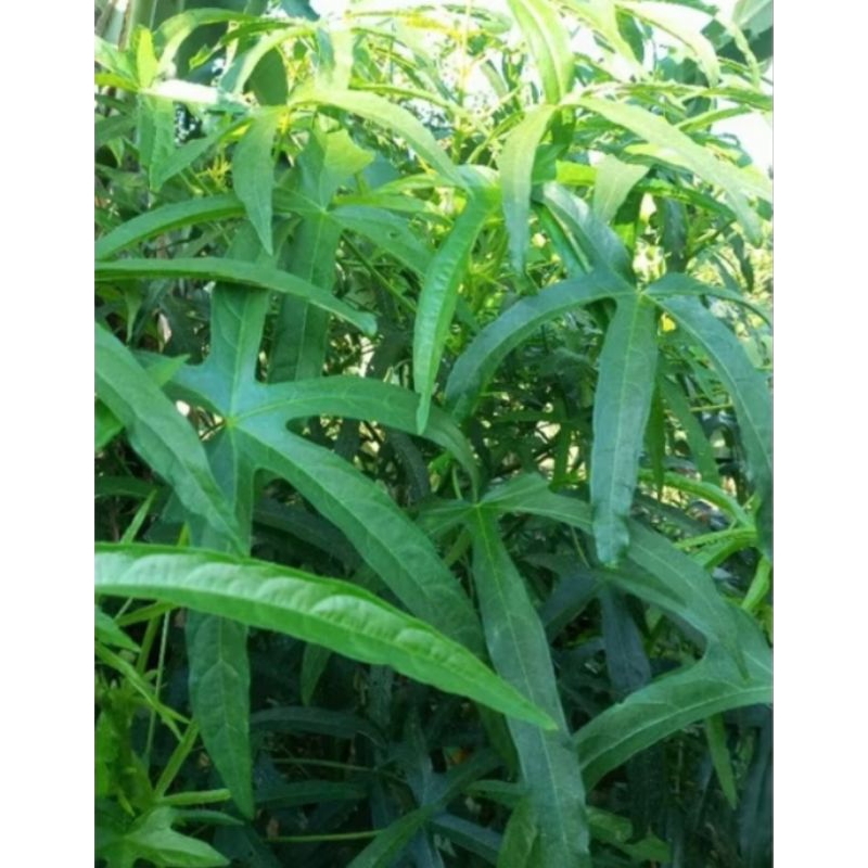 

daun gedi mustajab/kalingsir 500 gram