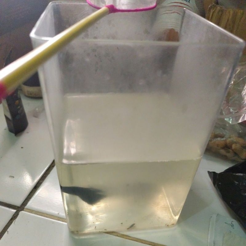 

akrilik (pemenang live 3e -35k)