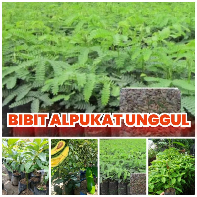 Bibit alpukat Seedling