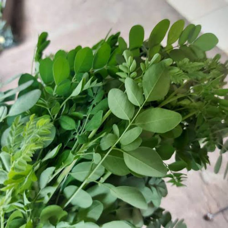 

Daun kelor Fress non pestisida