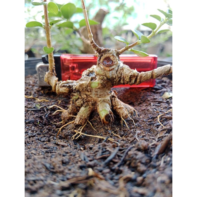 bahan bonsai mame sancang prospek