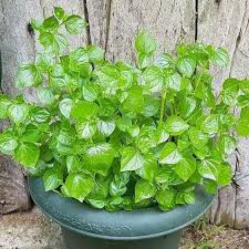 

daun sereh cina tumpangan Ais seger 100 g