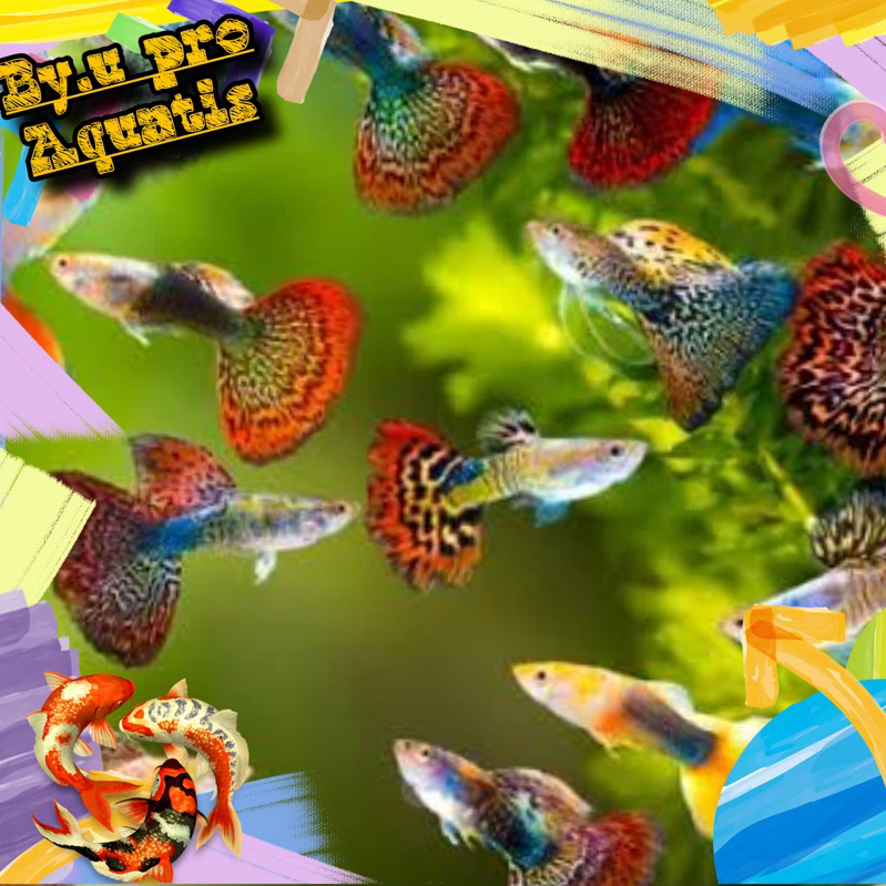 Aquarium gupii snake dragon/cobra satuan jantan