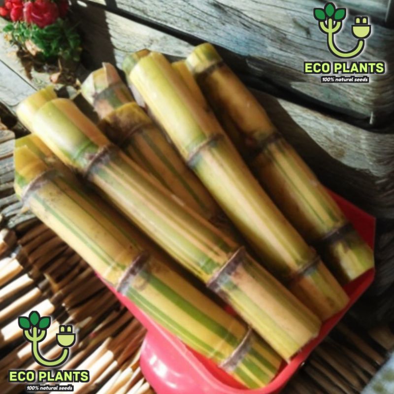 

Tebu Kuning Manis 1kg Fresh / Tebu Kuning Konsumsi / Bibit Tebu Kuning