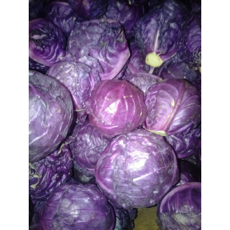 

Kubis Ungu Kol Merah segar