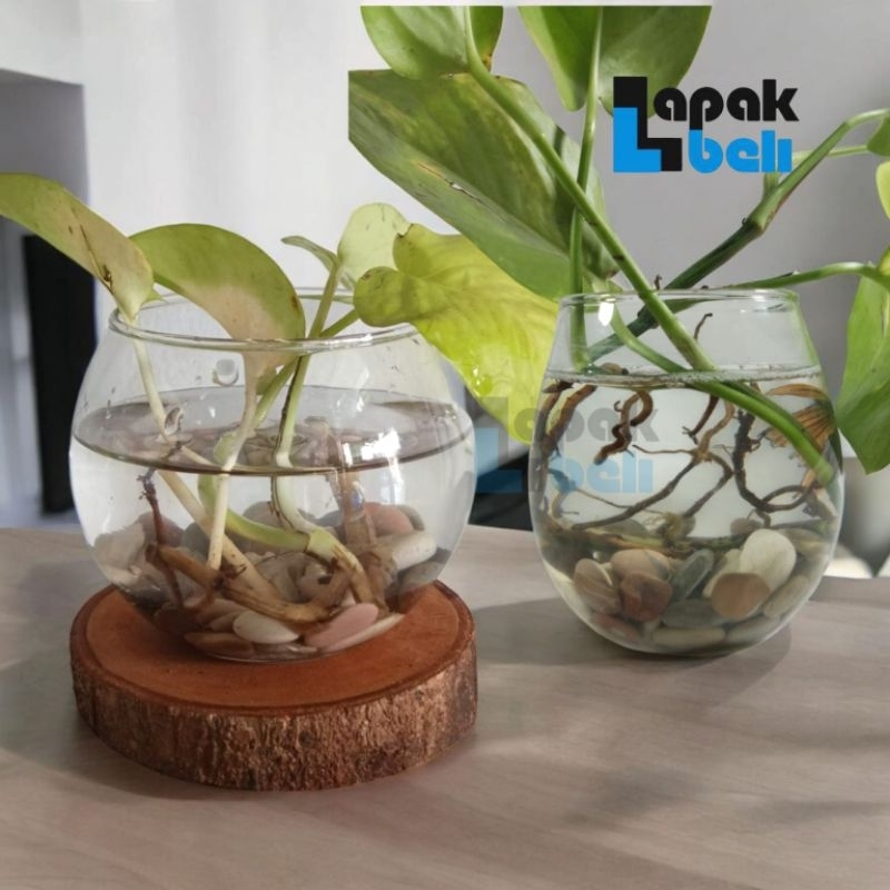 Vas Bunga Kaca Minimalis | Vas Kaca Balon| Vas Kaca Bulat | Vas Tanaman Hias | Vas Tanaman Hidup| Va