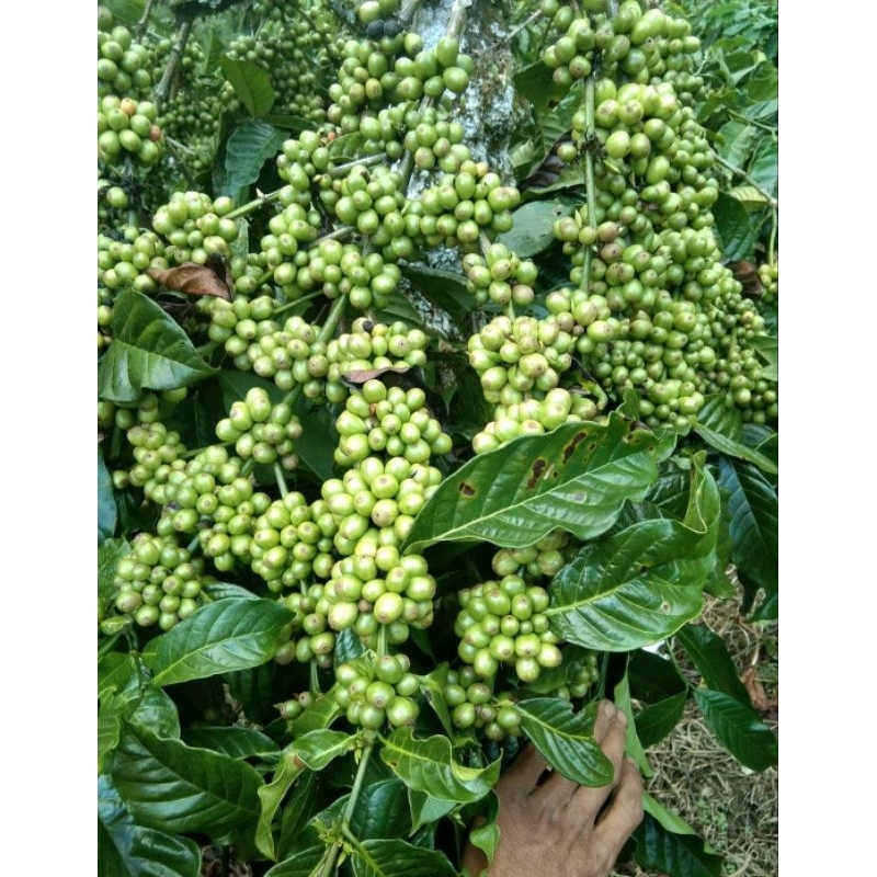 Entres kopi mega tanjung basemah harga per25 ranting