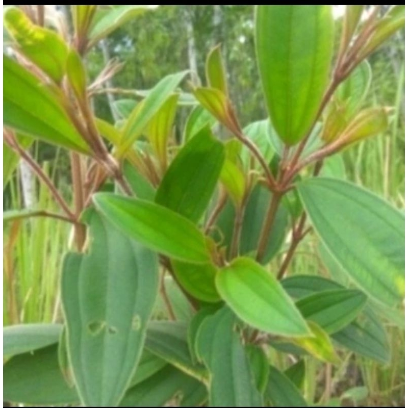 

daun harendong senduduk senggani fresh obat herbal 500 gram