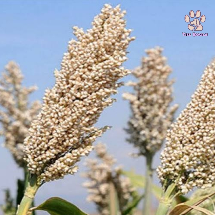 (The Bools) Sorgum Putih / White Sorgum Tangkai Sprays Hamster Forage