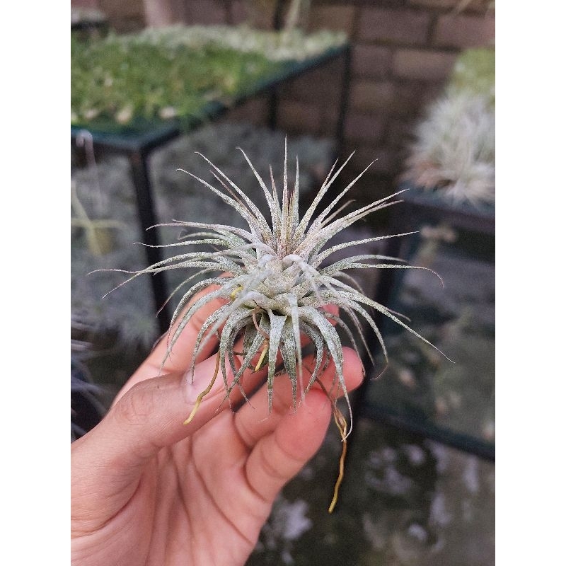 Tillandsia Ionantha Zebrina