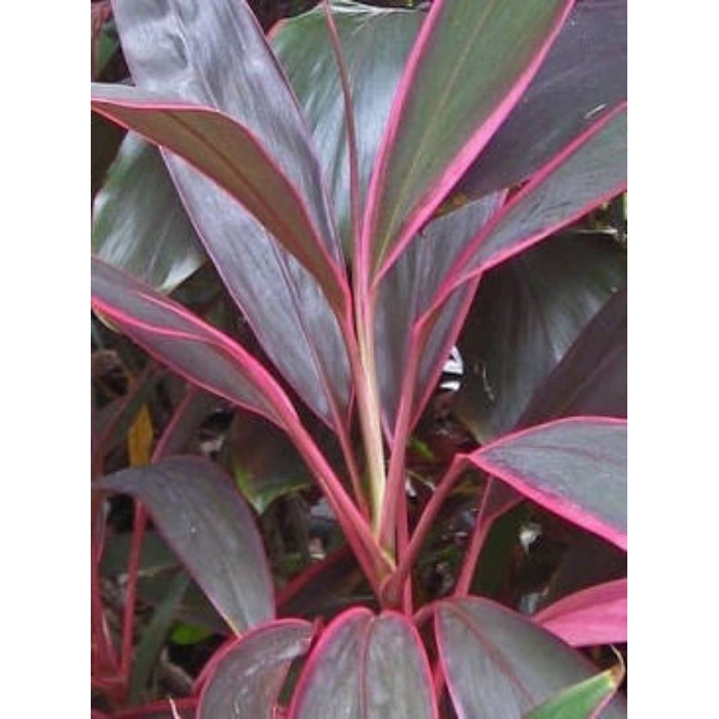 

daun hanjuang merah 10 lembar fres