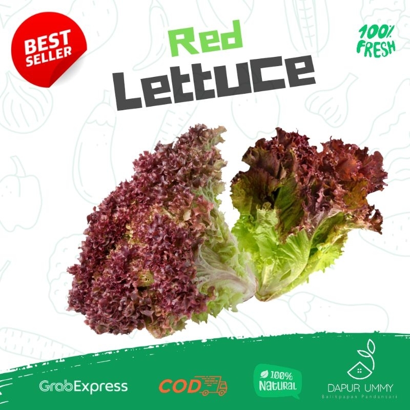 

SAYUR FRESH • Red Lettuce • Lollo Rossa • Selada Merah