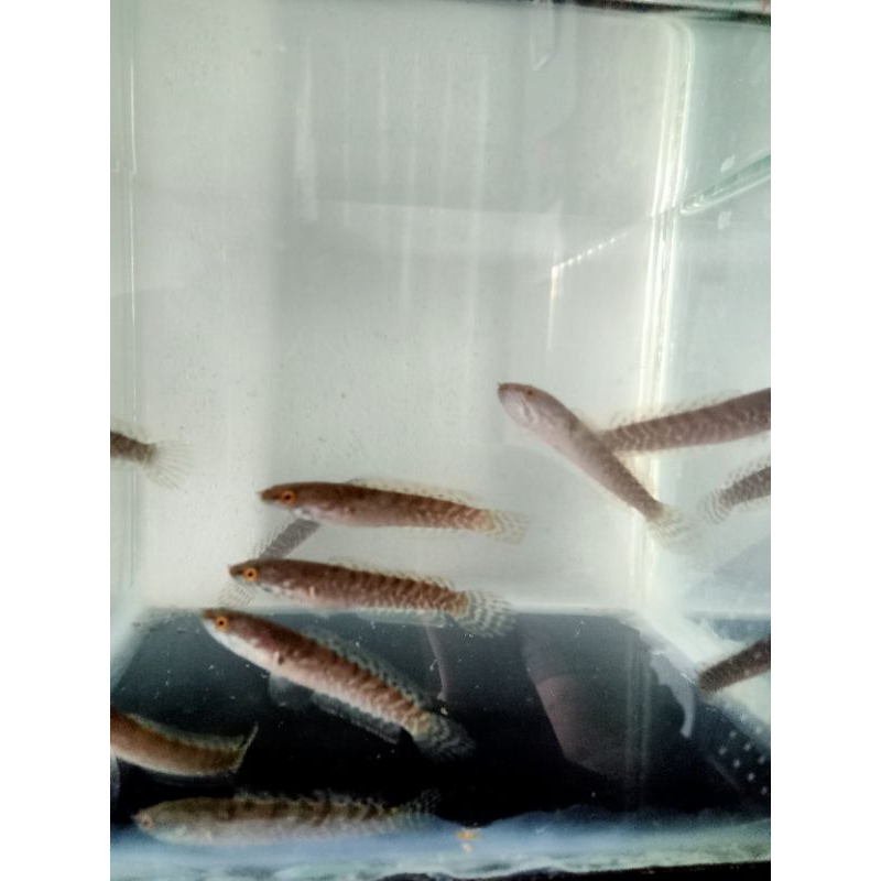 channa limbata baby full pelet