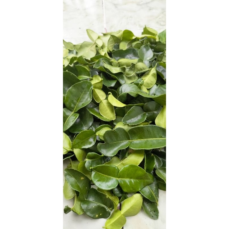 

Daun Jeruk