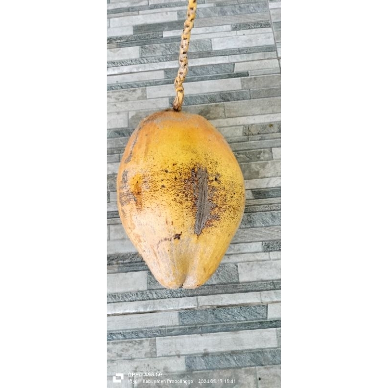 

Kelapa Kopyor Genjah Pelapah Kuning