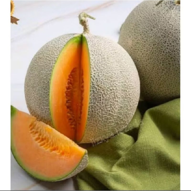 BIBIT MELON MADU, MELON , MELON MADU, BIBIT MELON