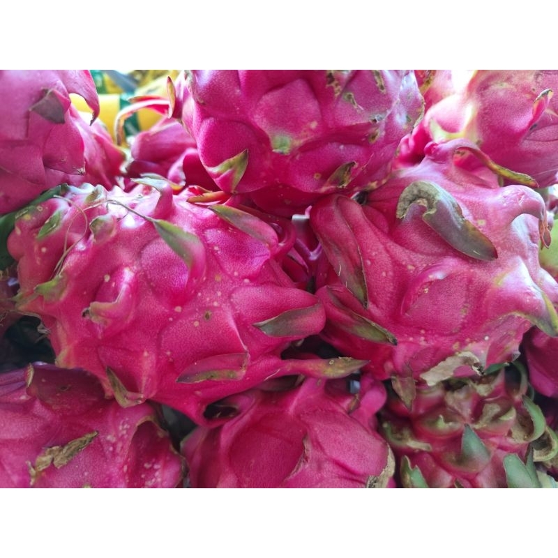 

Buah Naga