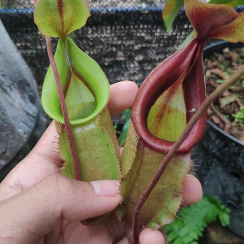 Nepenthes Viking x Veitchii