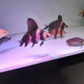 Chinese High Fin (CHF)