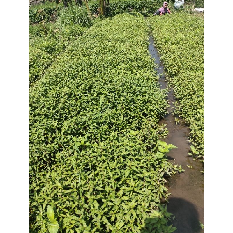 

DAUN KESUM SEGAR ORGANIK 500 gram