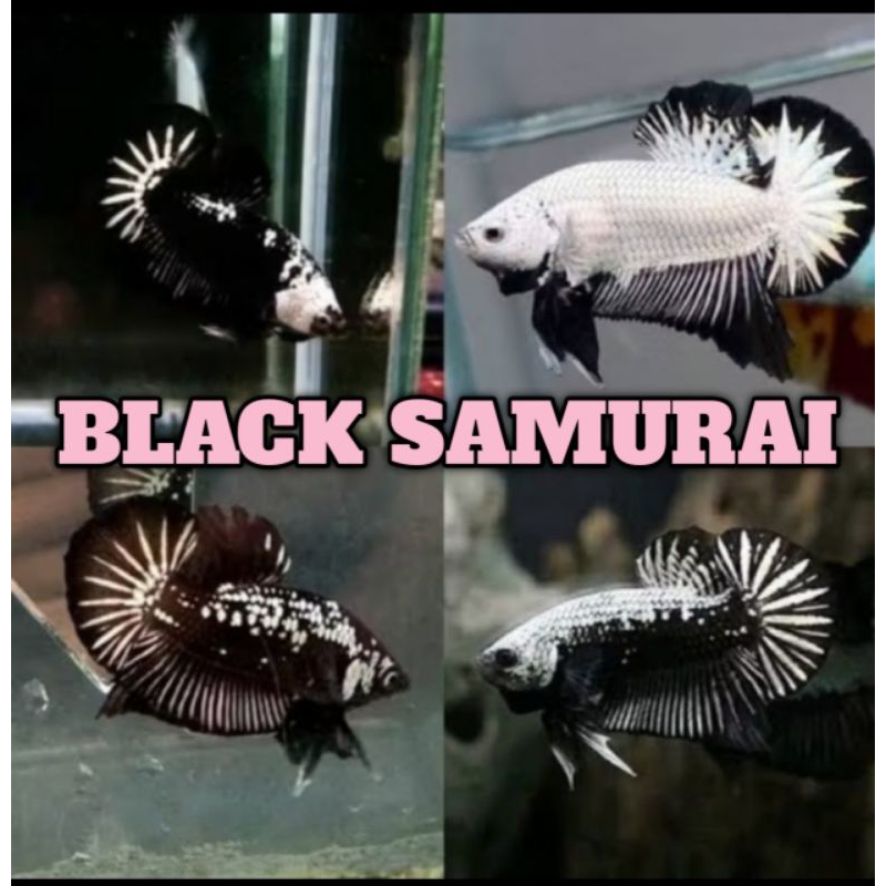 sepasang cupang plakat black samurai usia dewasa siap bred betina full telur