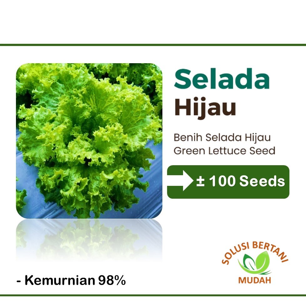 Bibit Sayuran Selada Hijau Keriting Unggul