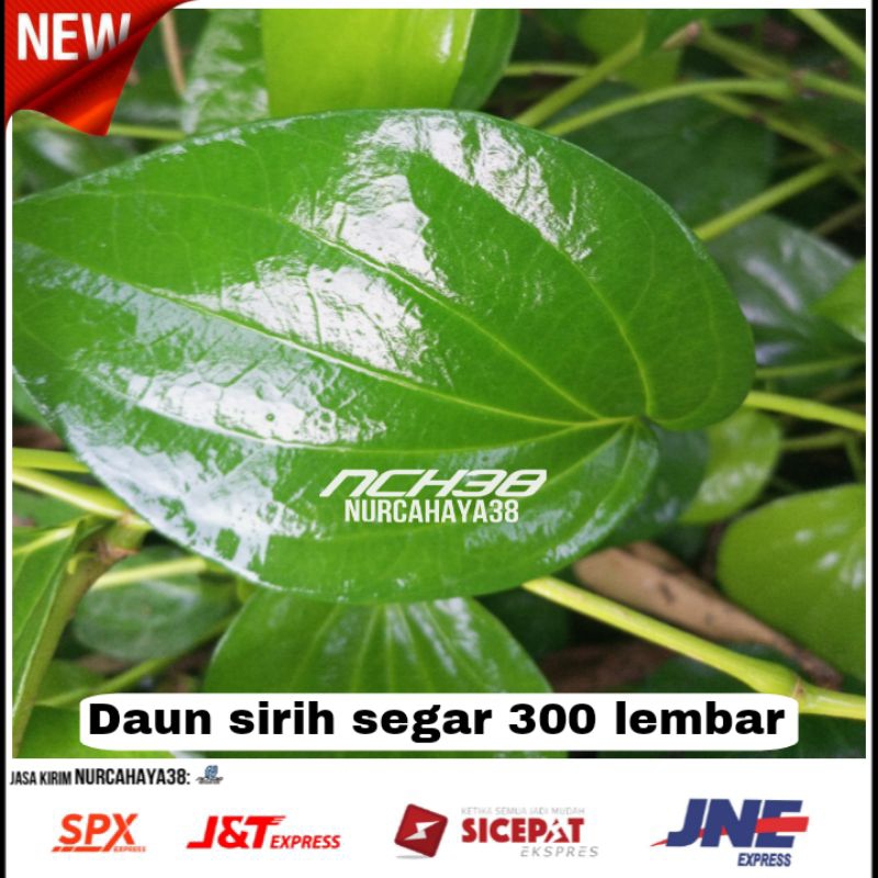 

Daun sirih segar | Daun sirih segar 300 lembar | Daun sirih segar langsung petik