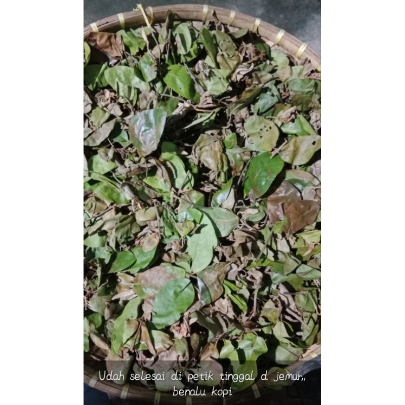 Benalu Kopi Segar Benalu Jeruk Alami Obat Kangker 1kg