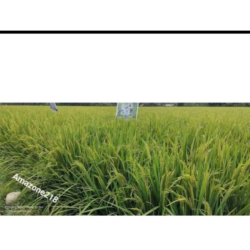 BENIH PADI AMAZONE 218 KEMASAN 1KG