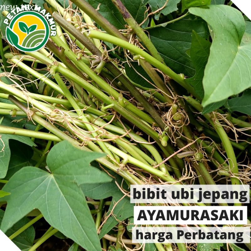 Bibit Ubi Jalar Ayamurasaki harga Perbatang / Bibit Ubi Jepang