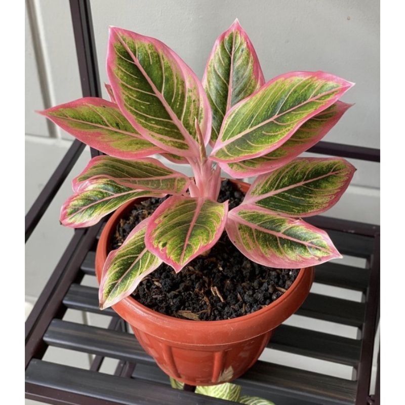 AGLONEMA LIPSTIK PUDING