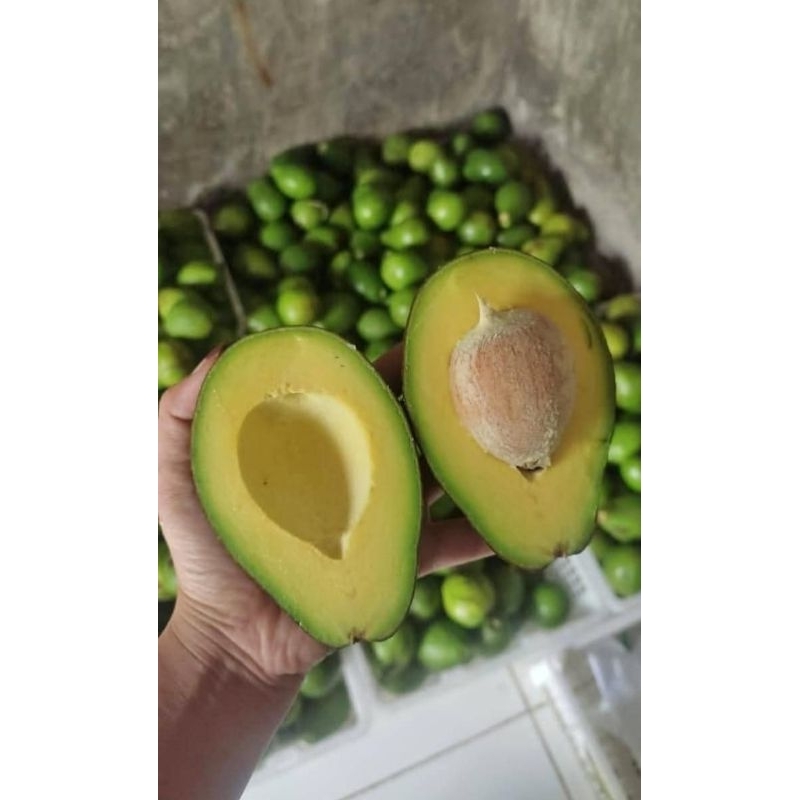 

Alpukat Mentega fresh 1KG isi 6-7