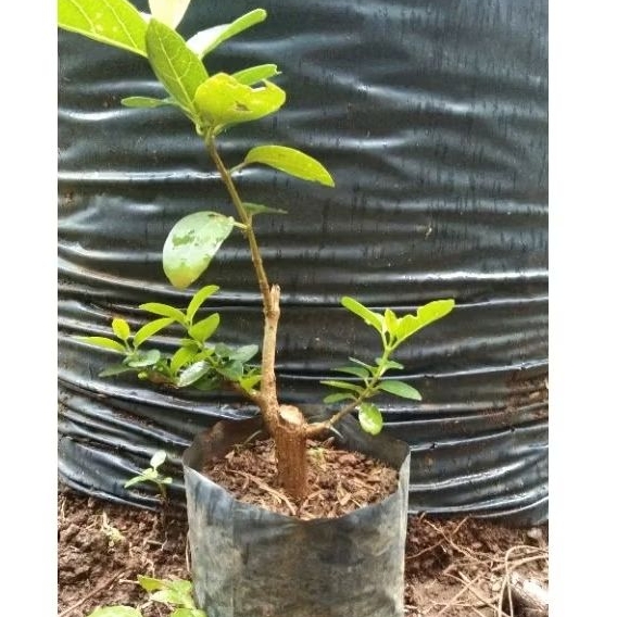 Bahan Bonsai Sancang Shito/Mame