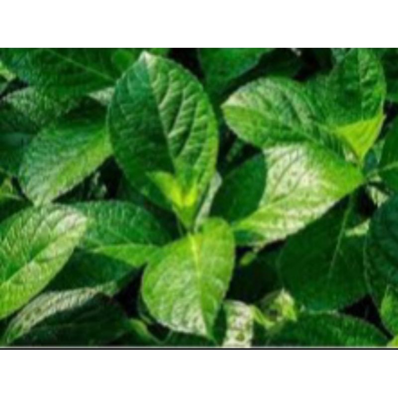 

DAUN KEJI BELING / DAUN PECAH BELING, OBAT HERBAL TRADISIONAL