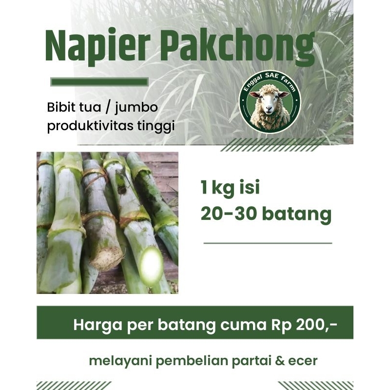 1 kg Batang Bibit Pakcong Tua Jumbo Superan Zanzibar & Biovitass isi 20-25 batang