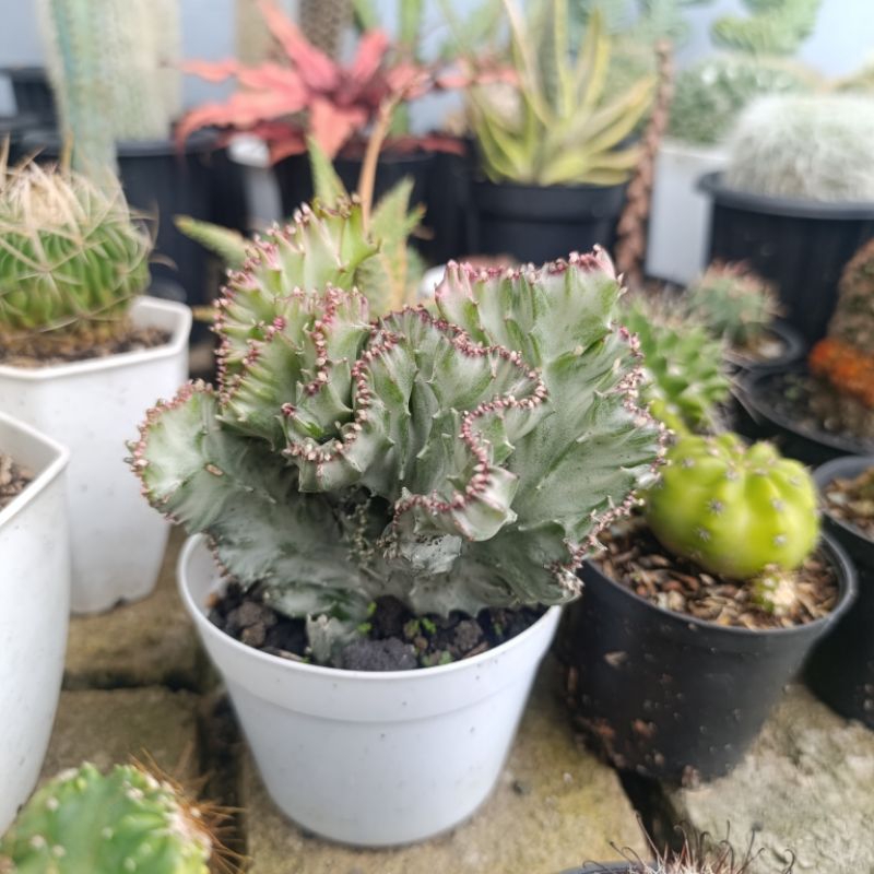 Euphorbia Lactea Cristata Silver | Dp 10cm | Tanaman Hias