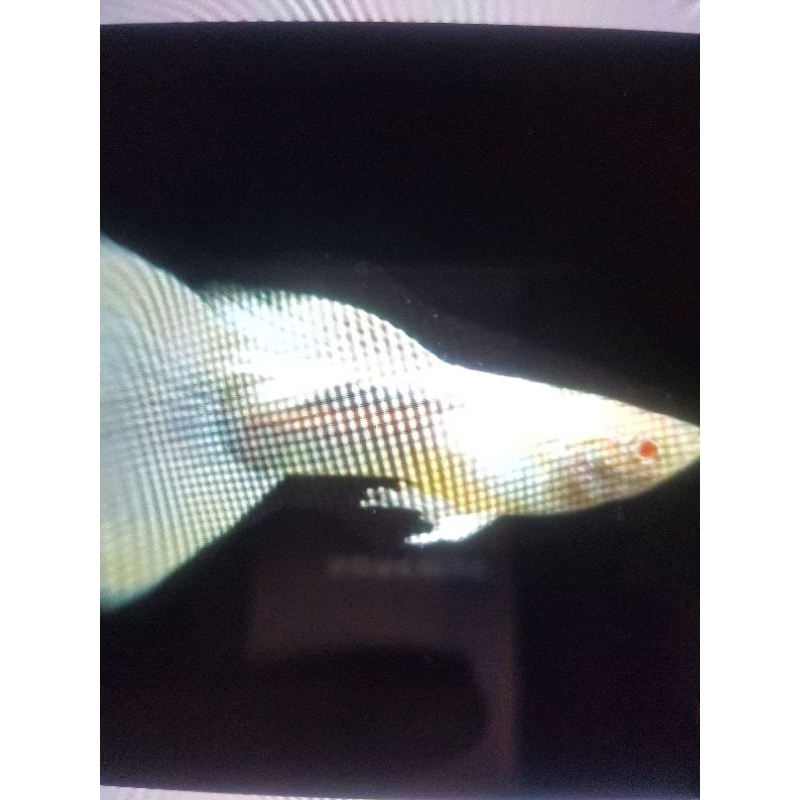 Plastik Gambar Gappy AFP / Platinum