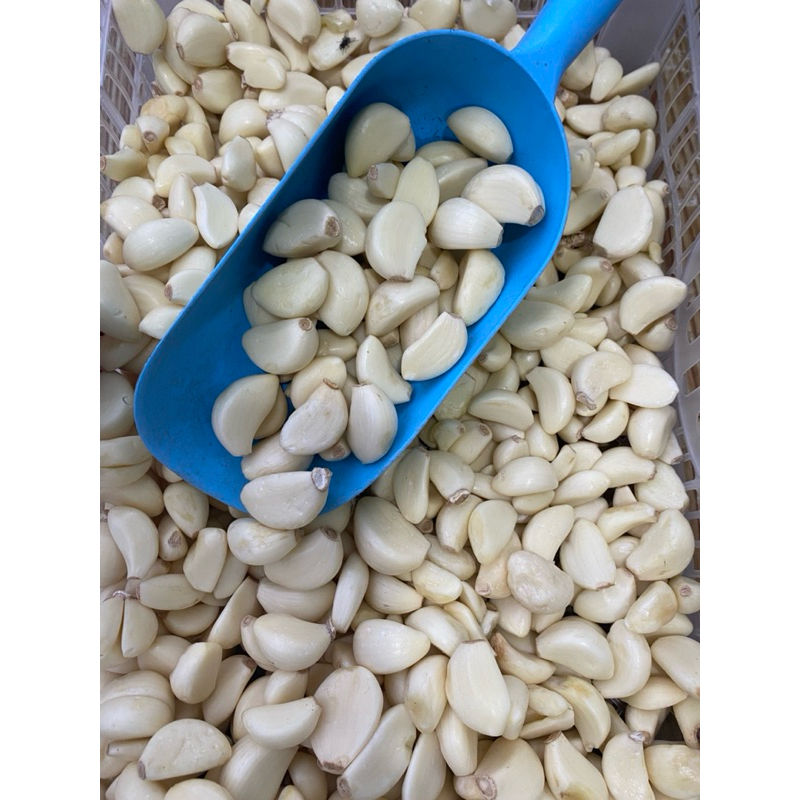 

Bawang kupasan KATING/sinco