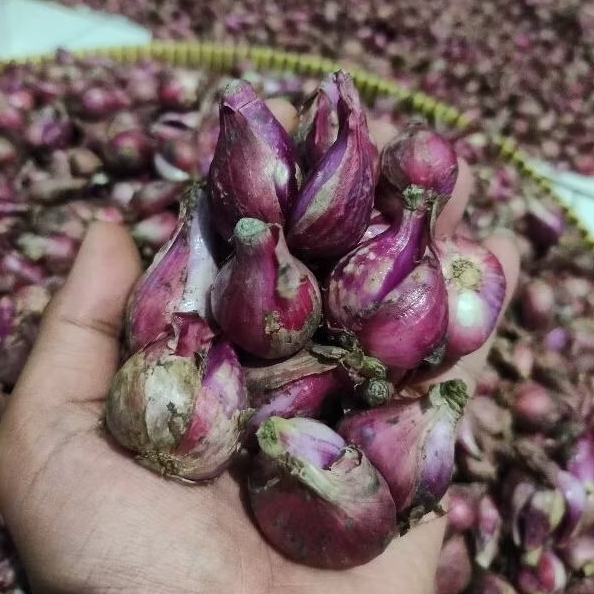 

BAWANG MERAH BREBES BESAR 1KG