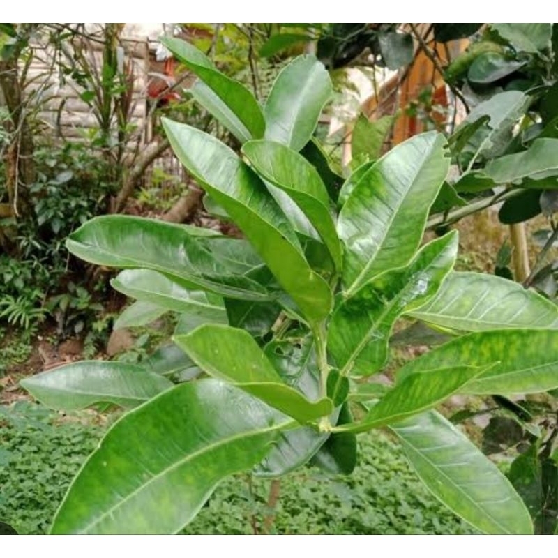 

Daun jeruk Bali segar petik langsung 250 gram-az