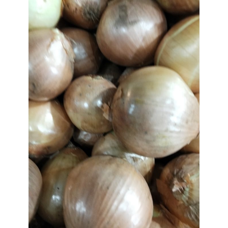 

Bawang Bombay Pilihan 1 KG