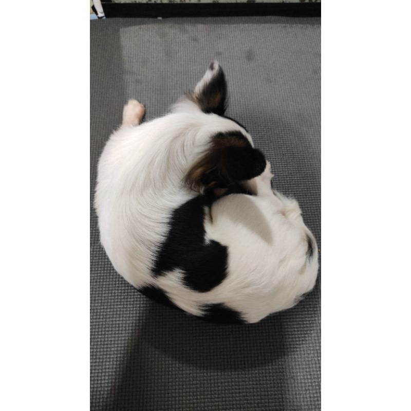 Chihuahua Jantan 1th Stambum