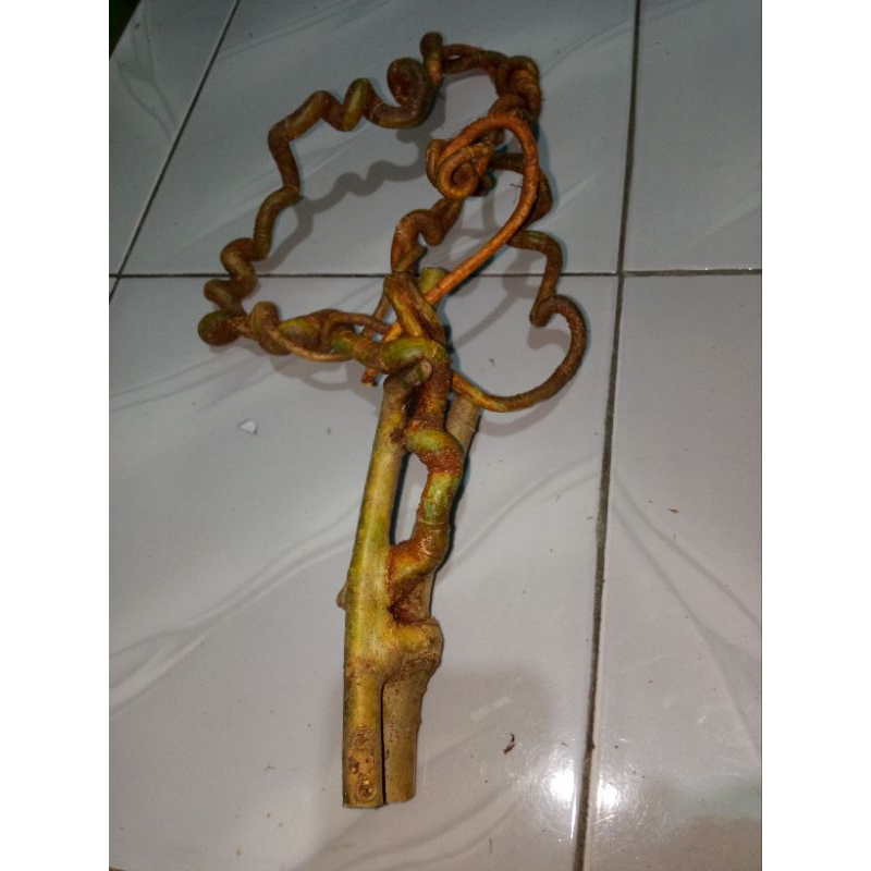 akar mimang asli lami koleksi unik