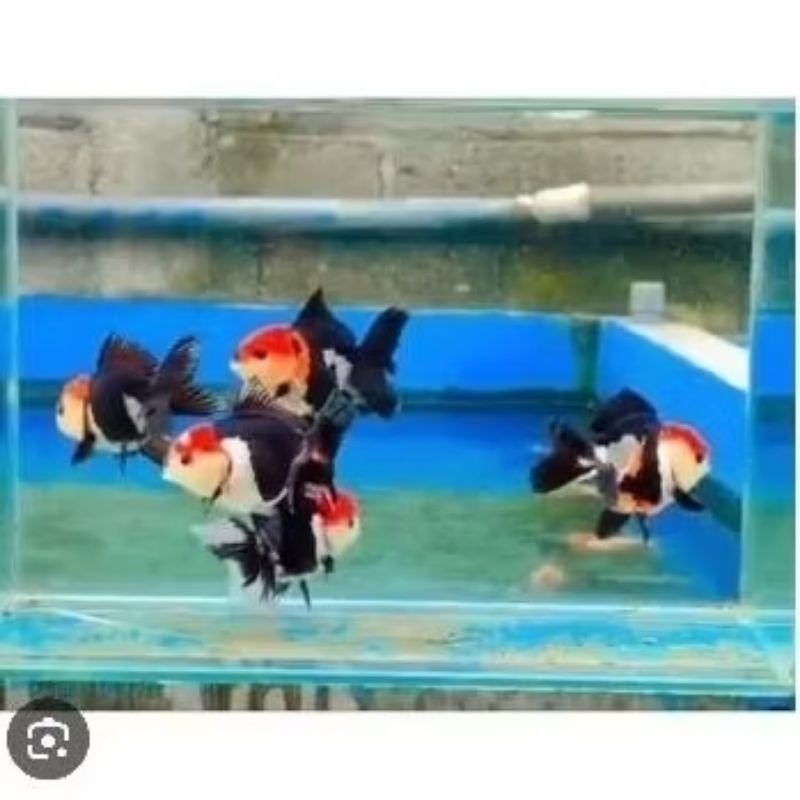 TERMURAH KOKI PANDA TRICOLOR