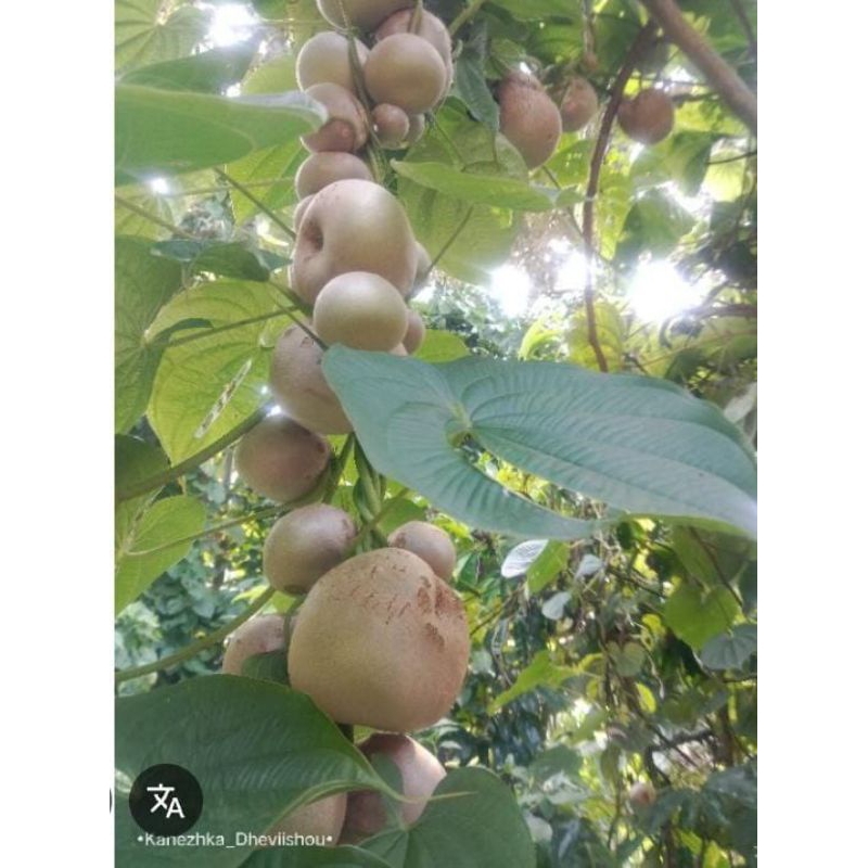

Kentang Gantung 1 Buah Gembolo Udara Baru Petik Obat Herbal Bibit
