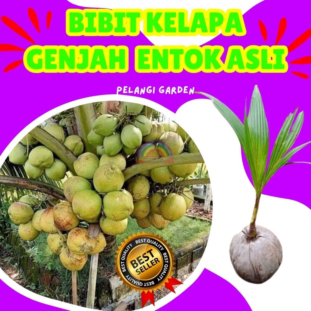 BIBIT PREMIUM.. Bibit Kelapa Kopyor, Bibit Kelapa Kopyor Genjah