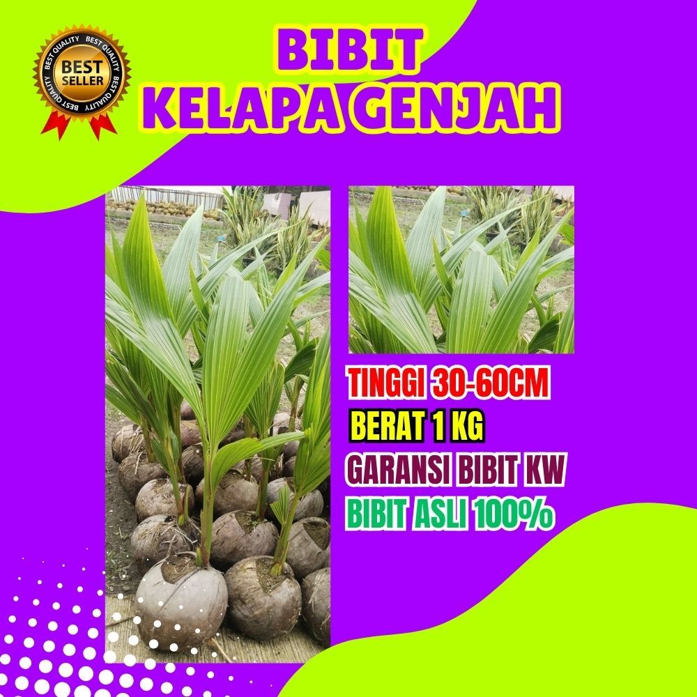 LANGSUNG PETANI.. Bibit Kelapa Kopyor Original, Bibit Kelapa Kopyor Pati