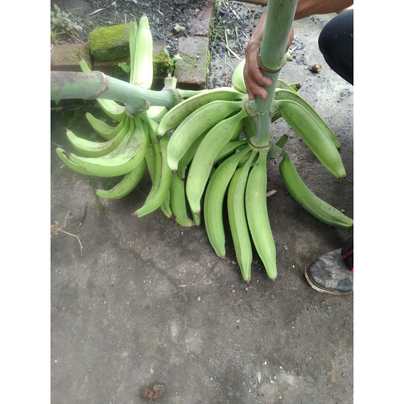 

Pisang Tanduk Jumbo Premium 1 Tandan isi 20 - 25 biji/buah