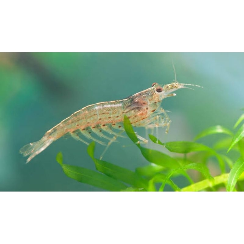 Stiker Udang Amano Shrimp paket 10 ekor/Pembersih alga Aquascape