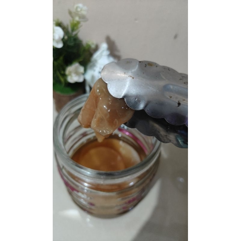 

bibit scooby 6-8 cm untuk fermentasi teh manis